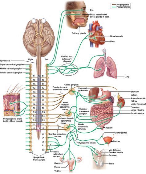 Overview of Sympathetic Pathways. Preganglionic axons of the ...