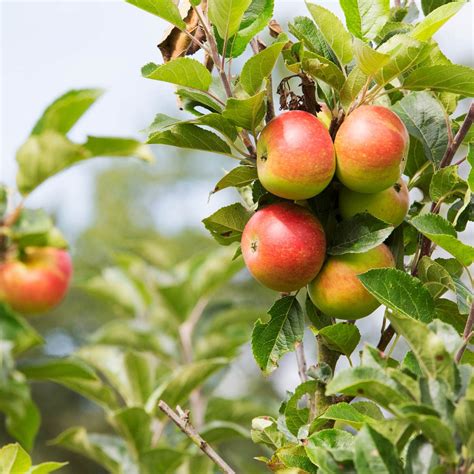 10 Best Fruit Trees to Grow at Home | The Family Handyman