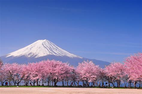 Japanese Cherry Blossom Tree Photography