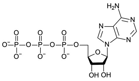 File:ATP structure.svg - Wikimedia Commons