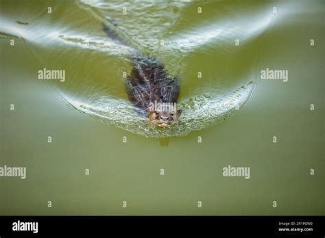 A smooth coated otter swimming in an urban river, Singapore Stock Photo ...