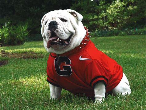 8^) BECKER'S BITZ!: RIP University of Georgia Mascot UGA VII