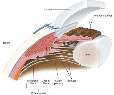 Lens Anatomy - The Cataract Course