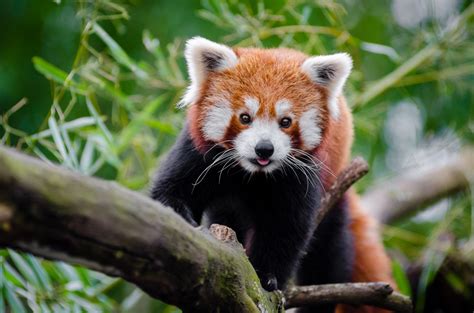 無料画像 : 野生動物, 動物園, 哺乳類, 動物相, 赤いパンダ, 脊椎動物, ジャイアントパンダ 4414x2924 - - 189891 ...