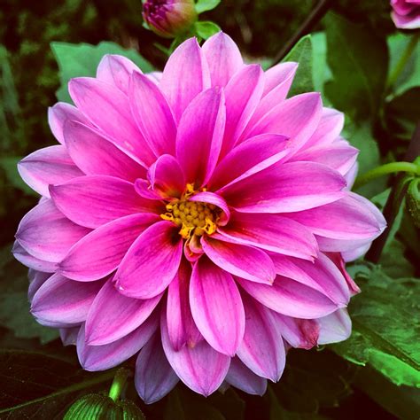 Pink Dahlia Dahlia, Dreams, Floral, Plants, Pink, Flowers, Plant, Pink ...