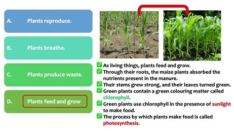 What are the characteristics of plants as living things? - YouTube