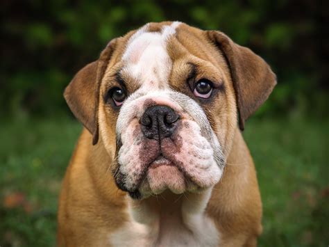 English Bulldog Puppies: Breed Info and Who Needs a Bulldog Today