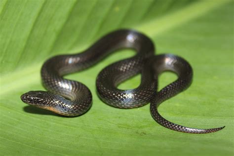 Black Swampsnake – Florida Snake ID Guide