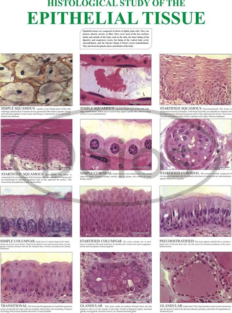 Epithelial Tissue Histology Worksheet | Images and Photos finder