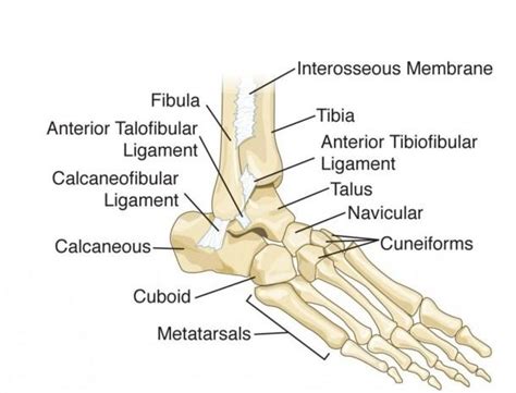 Diagram Of Bones In The Foot | Ankle anatomy, Human anatomy, Anatomy bones