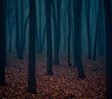 Mysterious Fog, forest, landscape, nature, trees, woods, HD wallpaper ...