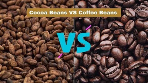 Cocoa beans vs coffee beans (beans showdown)