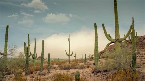 How Plants Adapt to the Desert or Low Water Environments | PBS