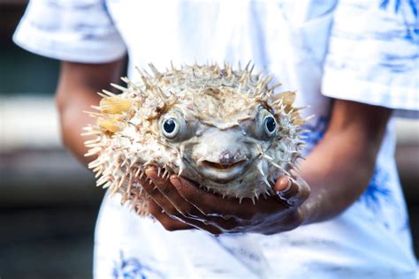 Five Men Hospitalized After Eating Poisonous Fugu - Eater