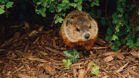 Groundhogs Fact Sheet | Blog | Nature | PBS