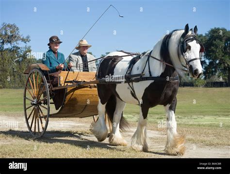 Gypsy Vanner Horse mare pulling cart Stock Photo - Alamy