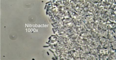 Nitrobacter Bacteria