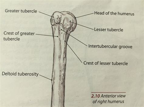 Greater Tubercle Of Humerus