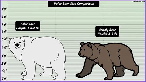 Polar Bear Size: How Big Are They? Compared With Others