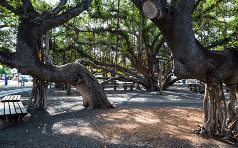 Giant Banyan Tree