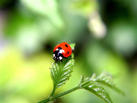 lady bird - Animals Photo (31568240) - Fanpop