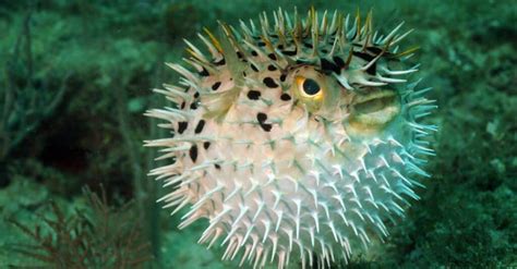 Poisonous Pufferfish vs. Box Jellyfish: Which Deep Sea Creature Would ...