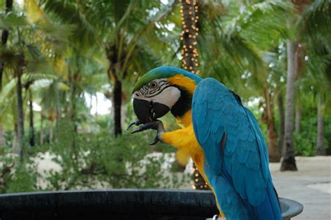 Blue And Gold Macaw Wild Diet - dfwtoday