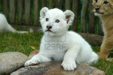 cute lion cubs - Lion cubs Photo (36139487) - Fanpop