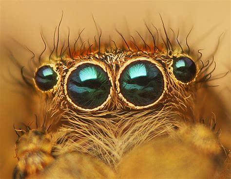 File:Flickr - Lukjonis - Eyes of Jumping spider - Marpissa radiata.jpg