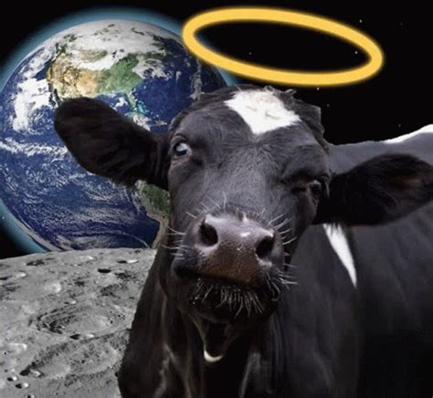 Holy Cow Holy Cow Meme GIF (Holy Cow Holy Cow Meme Outta This World ...