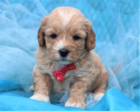 Shihpoo Puppies For Sale | Happytail Puppies | Family Dog Breeders NC