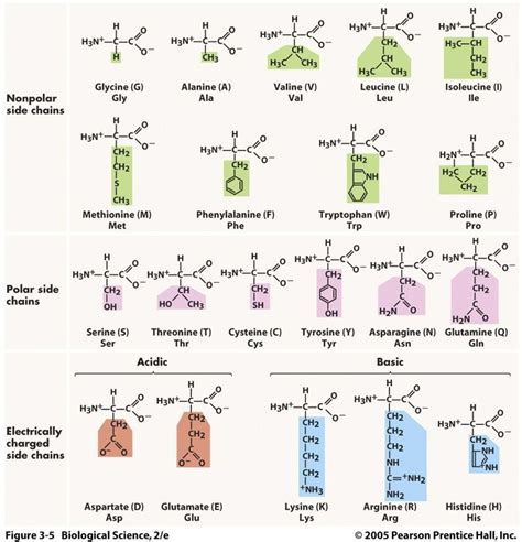 Three acronym mnemonics for remembering the amino acids – Mindful Med ...