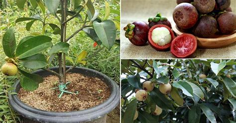 How to Grow Mangosteen Tree | Mangosteen Planting Guide