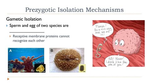 The Outcomes of Evolution - ppt download