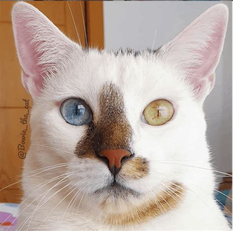 Love Odd-Eyed Cats? See A Gorgeous Collection Of Them Here - Cattitude ...