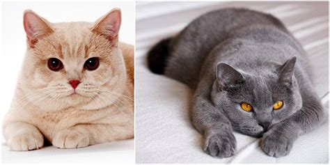 A Fun Collection Of Facts About British Shorthair Cats - Cole & Marmalade