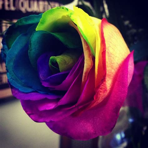 Rainbow Flower | Rainbow flowers, Flowers, Photography