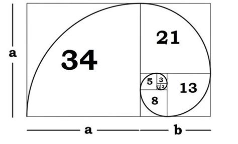 Fibonacci spiral | The Golden Ratio | Know Your Meme