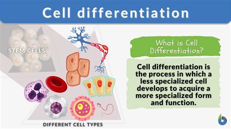 Cell differentiation - Definition and Examples - Biology Online Dictionary