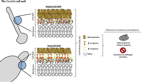 Understanding the Structure of Candida, Yeast, and Fungi