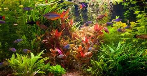 Cómo elegir plantas para acuario | Blog Verdecora