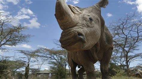 Scientists created a hybrid rhino embryo in a lab to save species ...