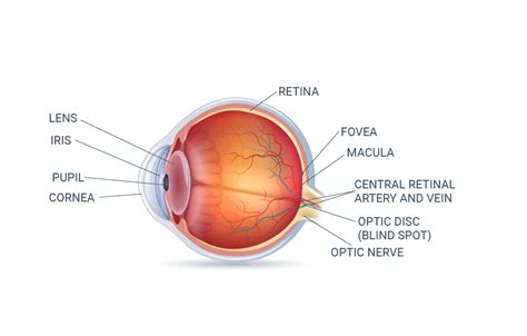 Eye Anatomy: The Structures of the Eye and Their Functions