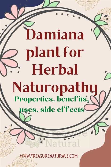 Damiana plant for Herbal Naturopathy: properties, benefits, uses, side ...