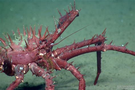 Amazing Species of the Atlantic Ocean - The National Wildlife ...