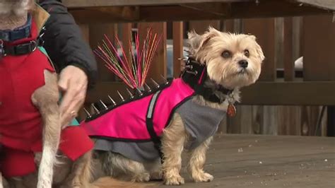 Bite-proof vest with spikes designed to protect dogs from coyotes ...