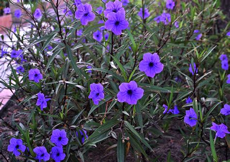 Ruellia brittoniana (Acanthaceae) image 69334 at PhytoImages.siu.edu