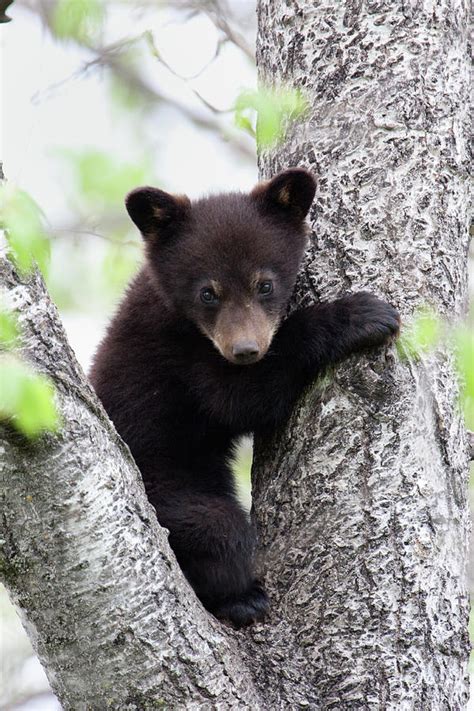 Black Bear Cub In Between Two Limbs Of Photograph by Rpbirdman - Fine ...