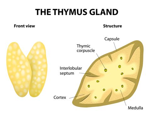 Thymus Gland Location, Functions & Histology - Video & Lesson ...