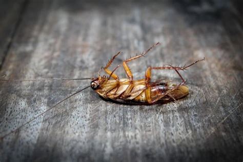 Does My House Have a Roach Infestation? - Call Contractor's Best